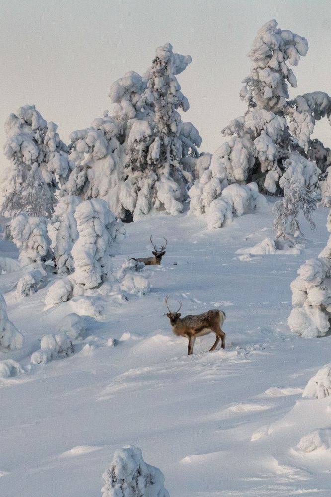 Среди снегов