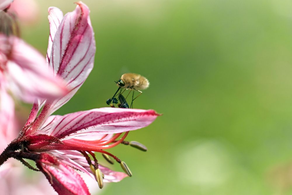Неопалимая купина и пчёлка