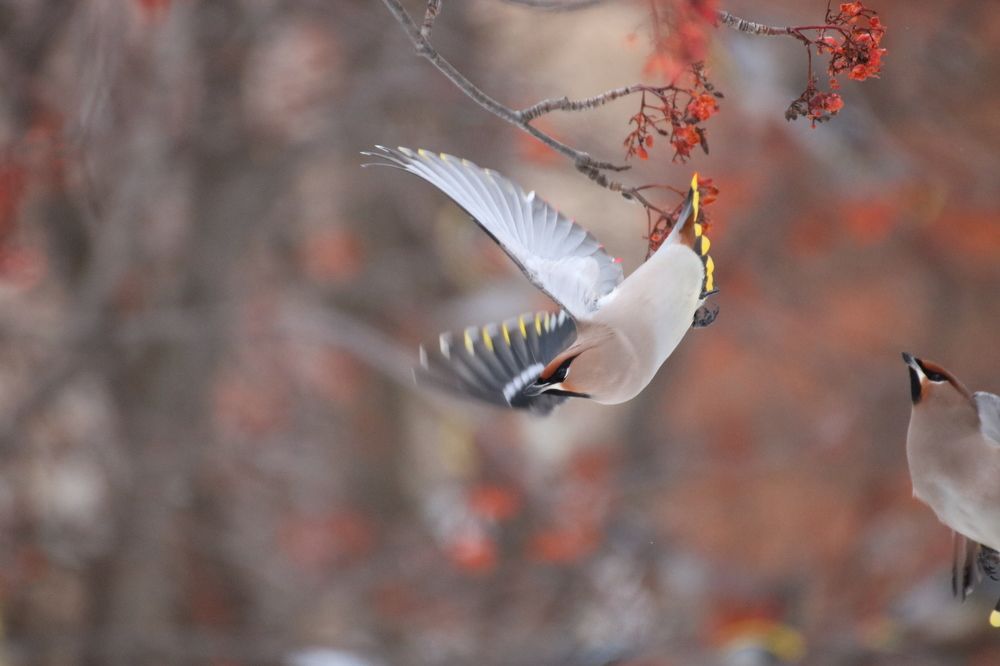 Налетели свиристели