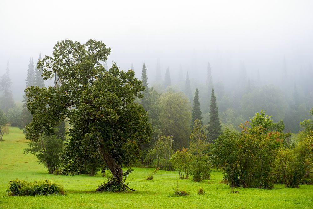 Туманное утро