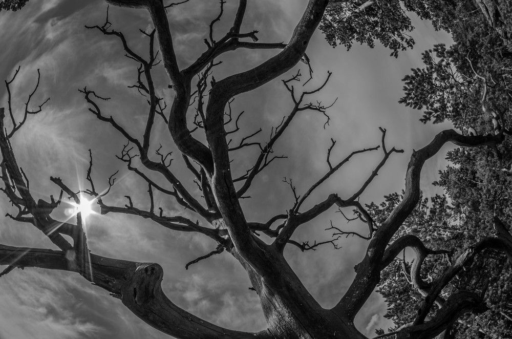 Прошедший век