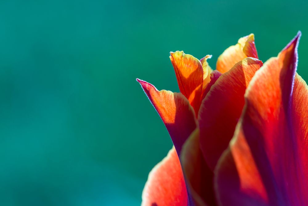 Тюлпан Грейга