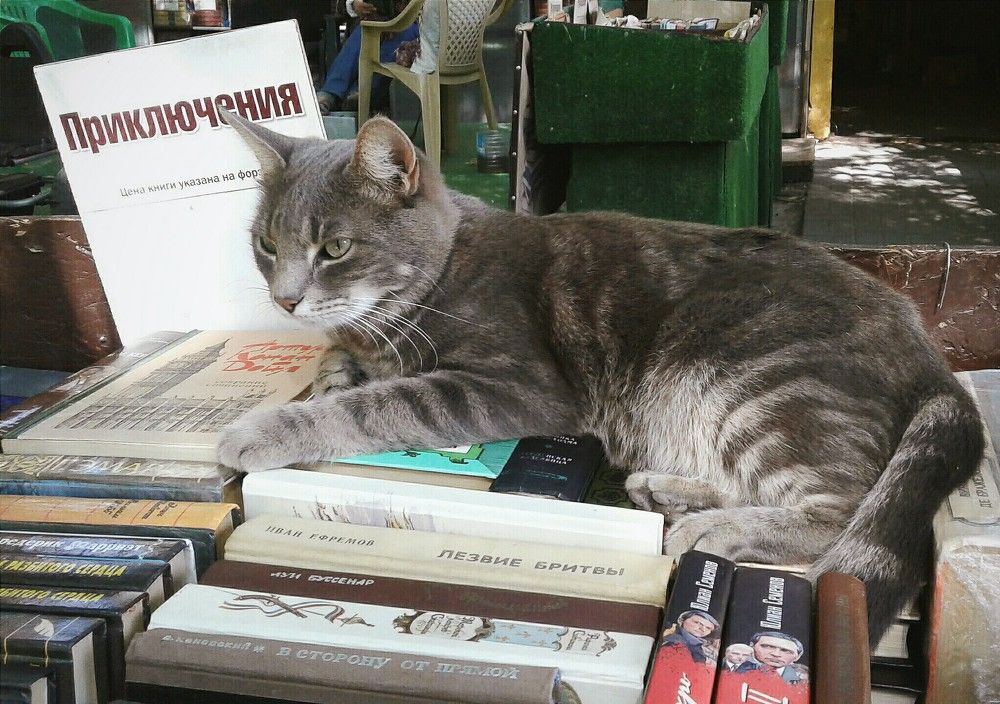 Котики, книги, приключения