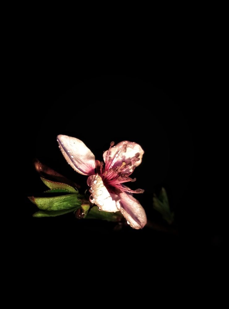 Peach Flower