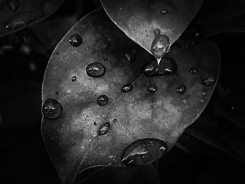 Watery leaf theme