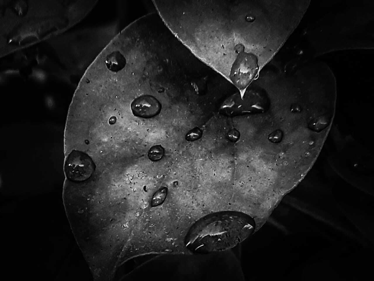 Watery leaf theme