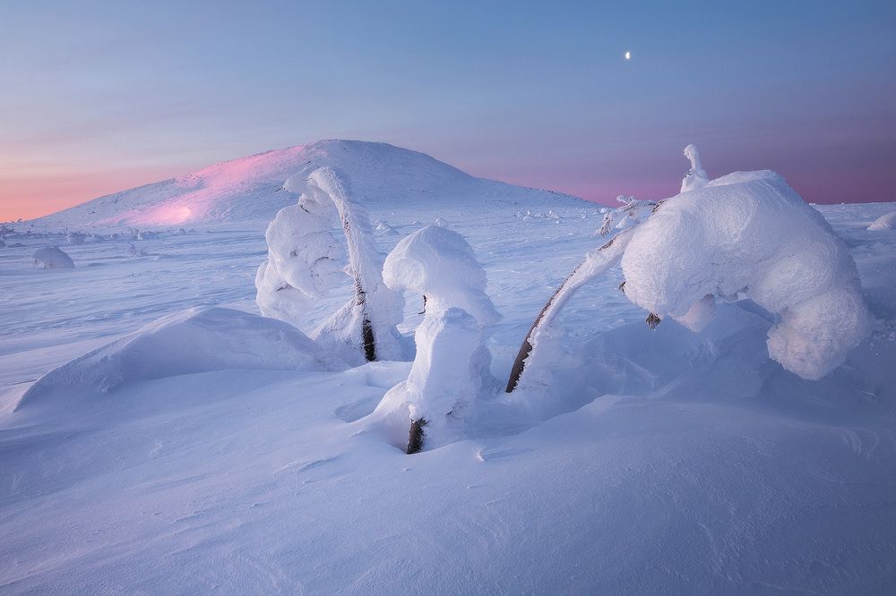 Цветы Северного Урала