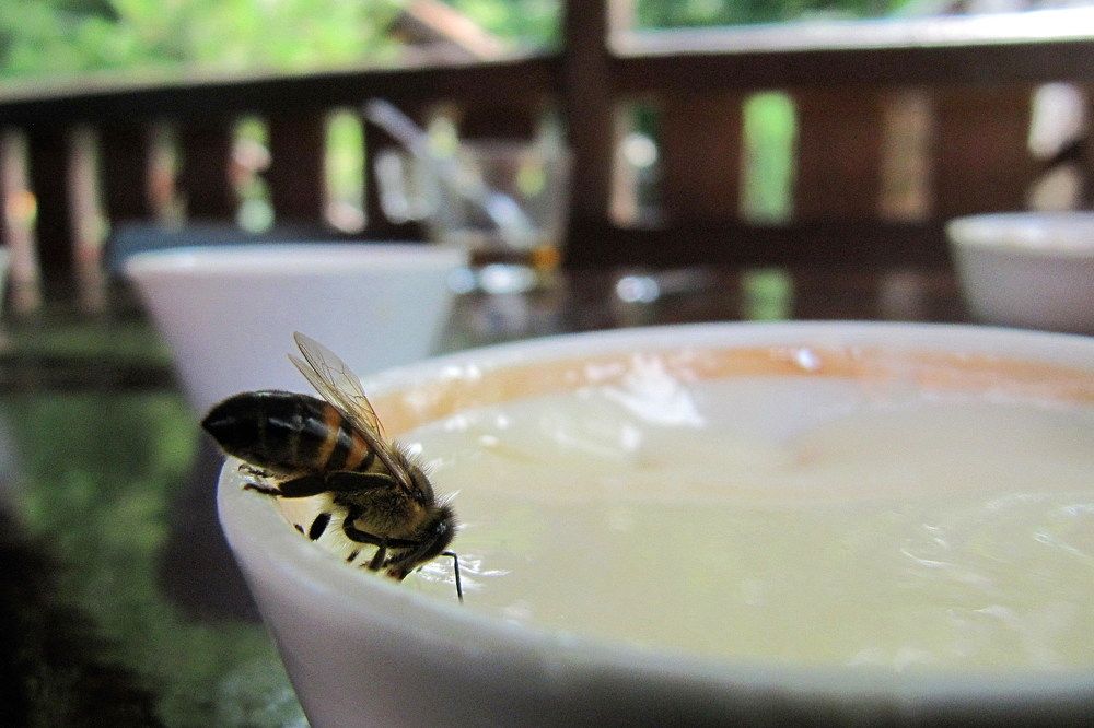 Пчелки тоже любят мед!