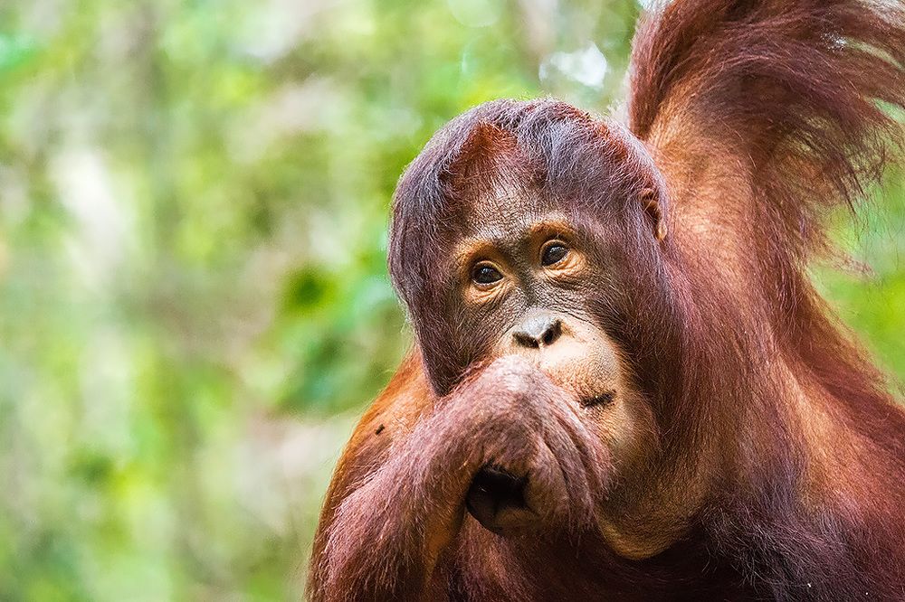 Орангутаны