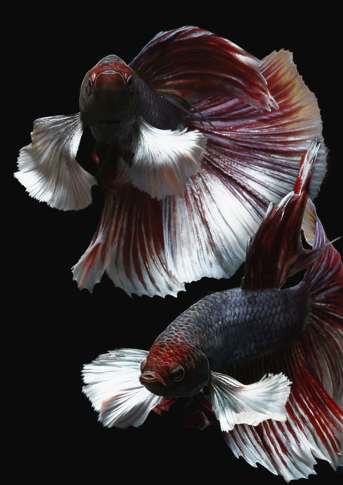 Beauty Of Betta