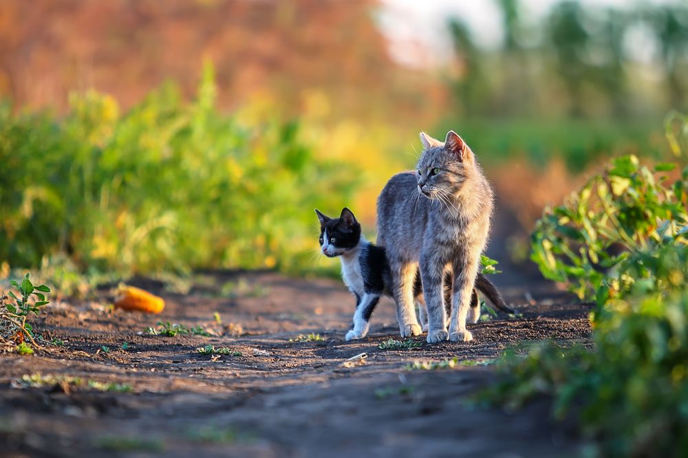 Кошкиной тропой щли они домой