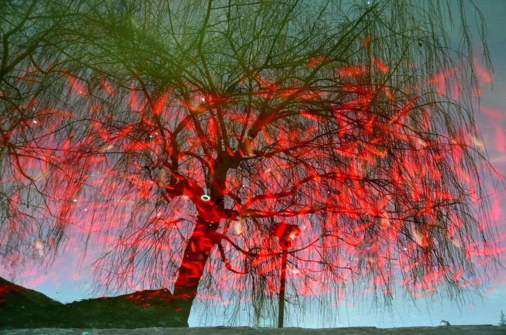 Весеннее цветение