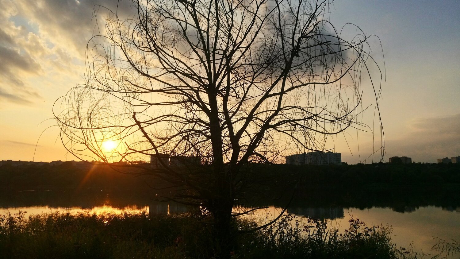 Мертвое дерево