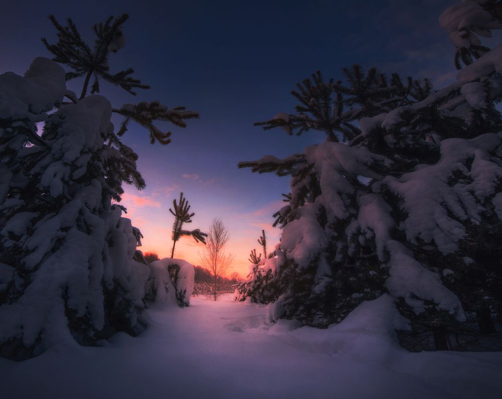 Розовый рассвет