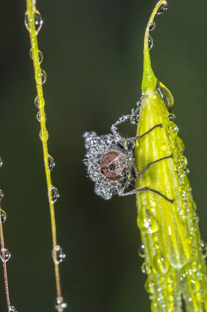 муха в Сваровски