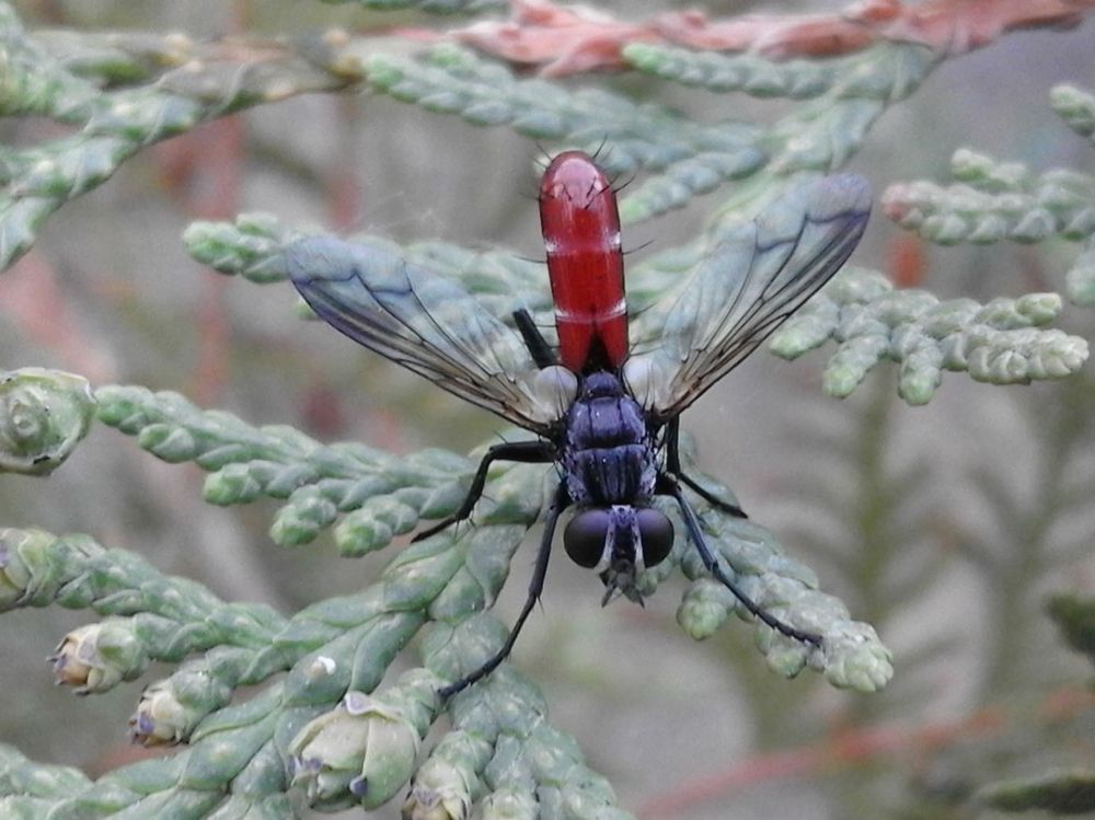 Cylindromyia