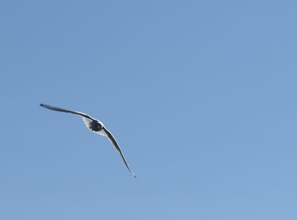 seagull