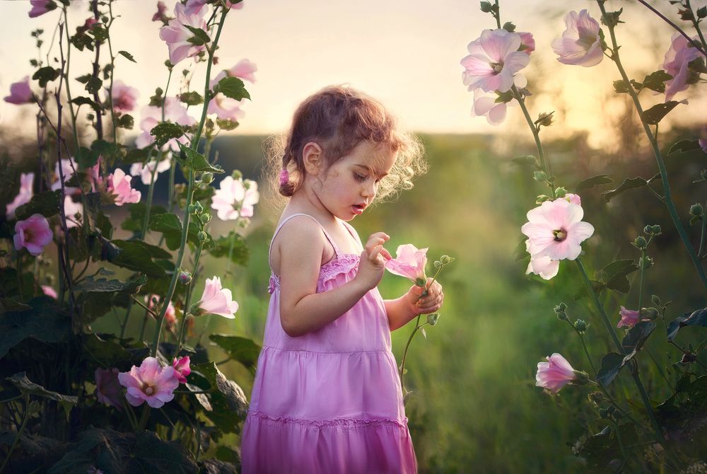 Маленькая Мальва