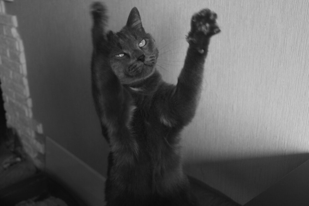 Кот