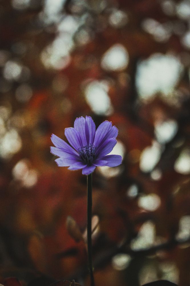 Цветик-семицветик