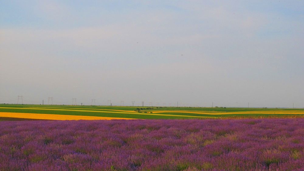 Perspectives with lavender