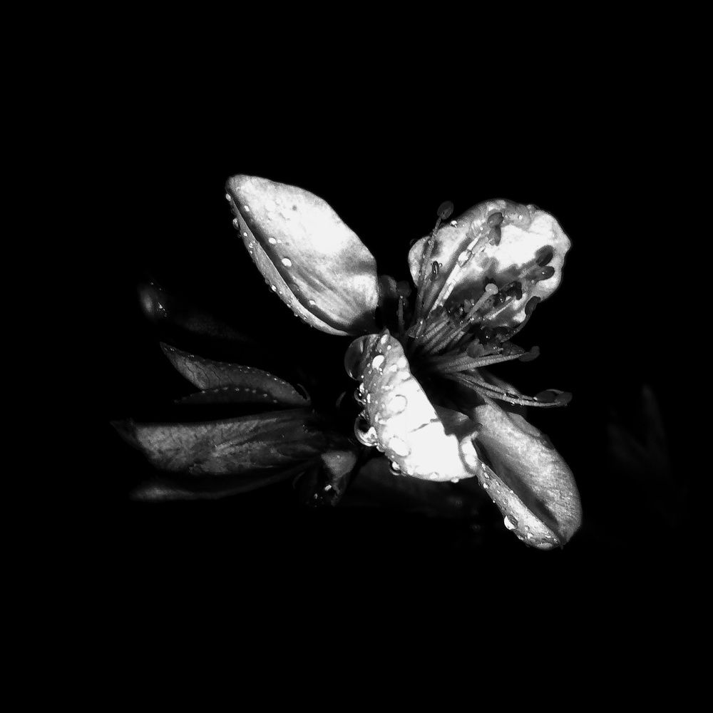 BW Peach Flower