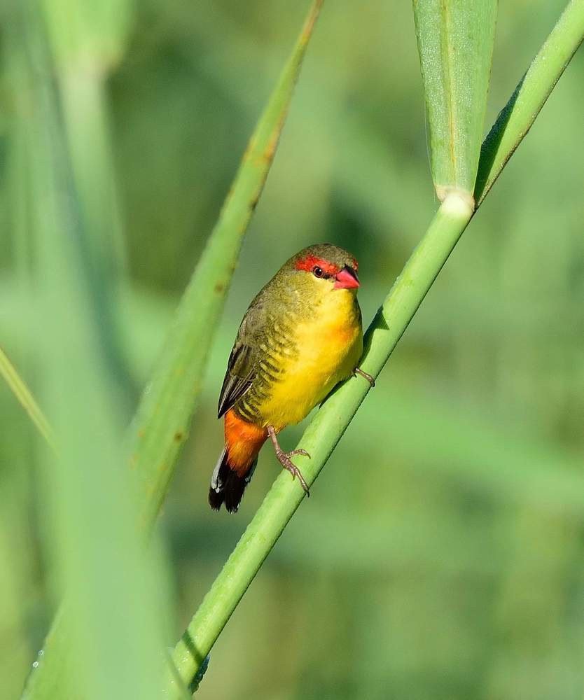 Orange-breasted Waxbill