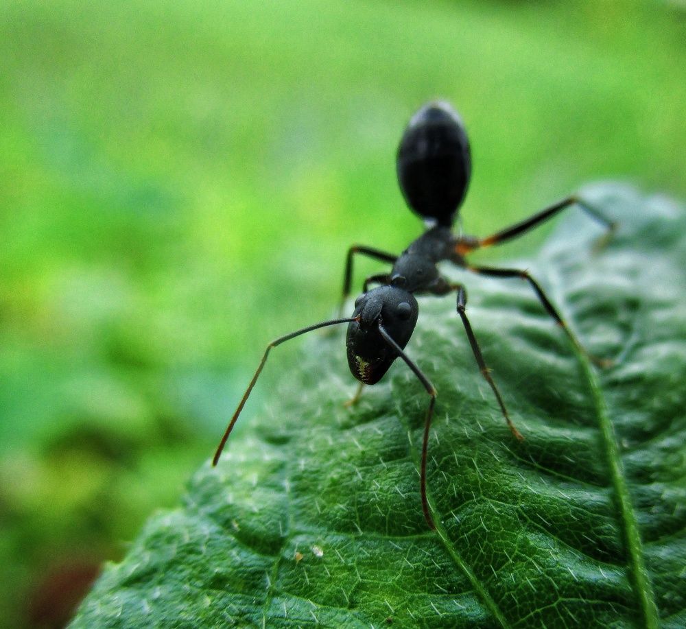 Rainy....... Black ant.....
