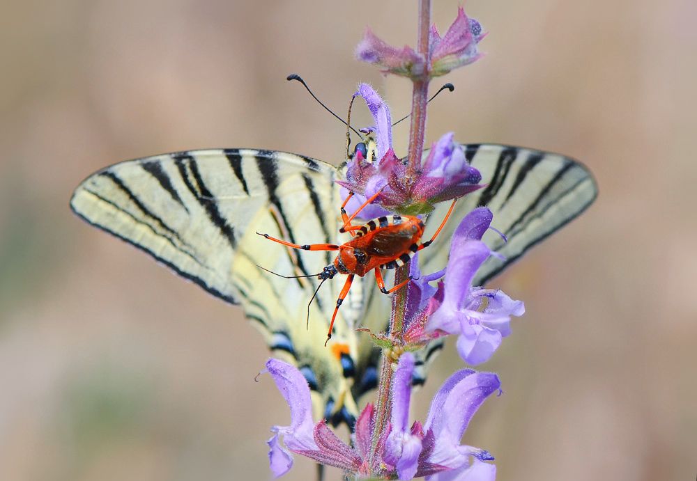 Хищнец и подалирий.