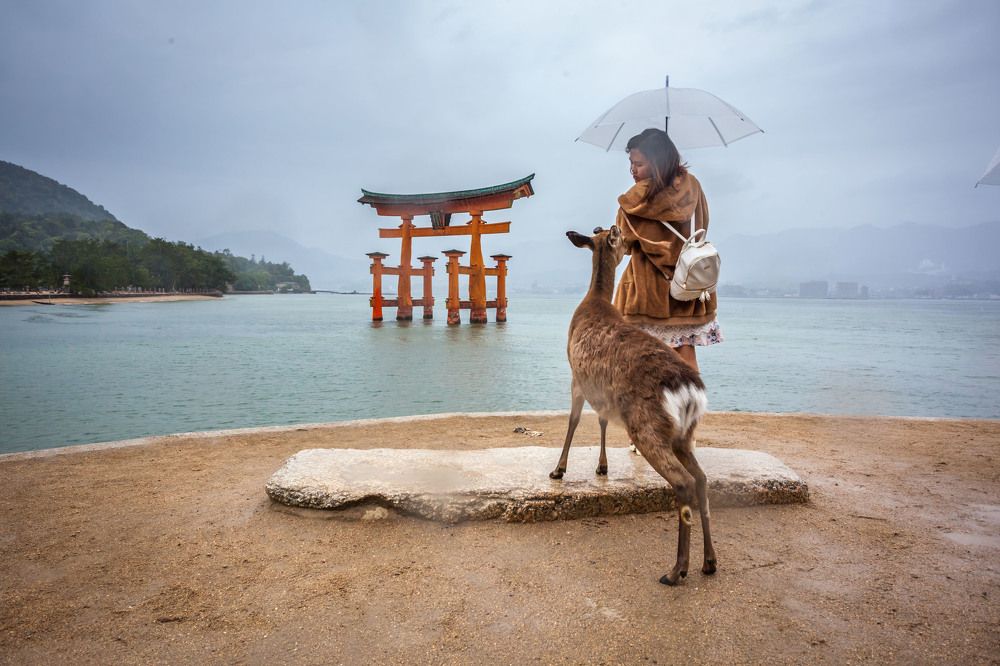 Девушка с оленем на острове Ицукусима