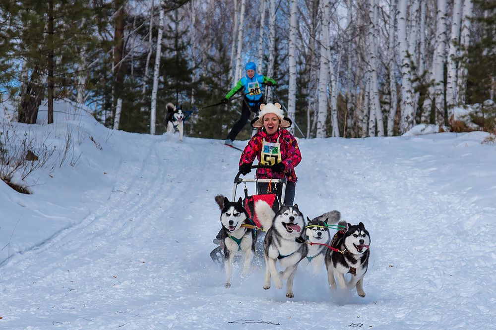 Гонка на собачьих упряжках