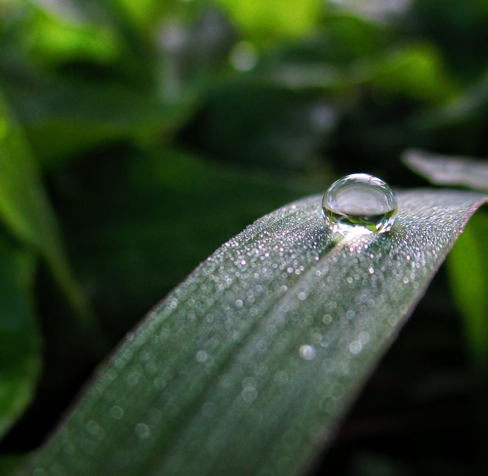 Dewdrop on green grass......