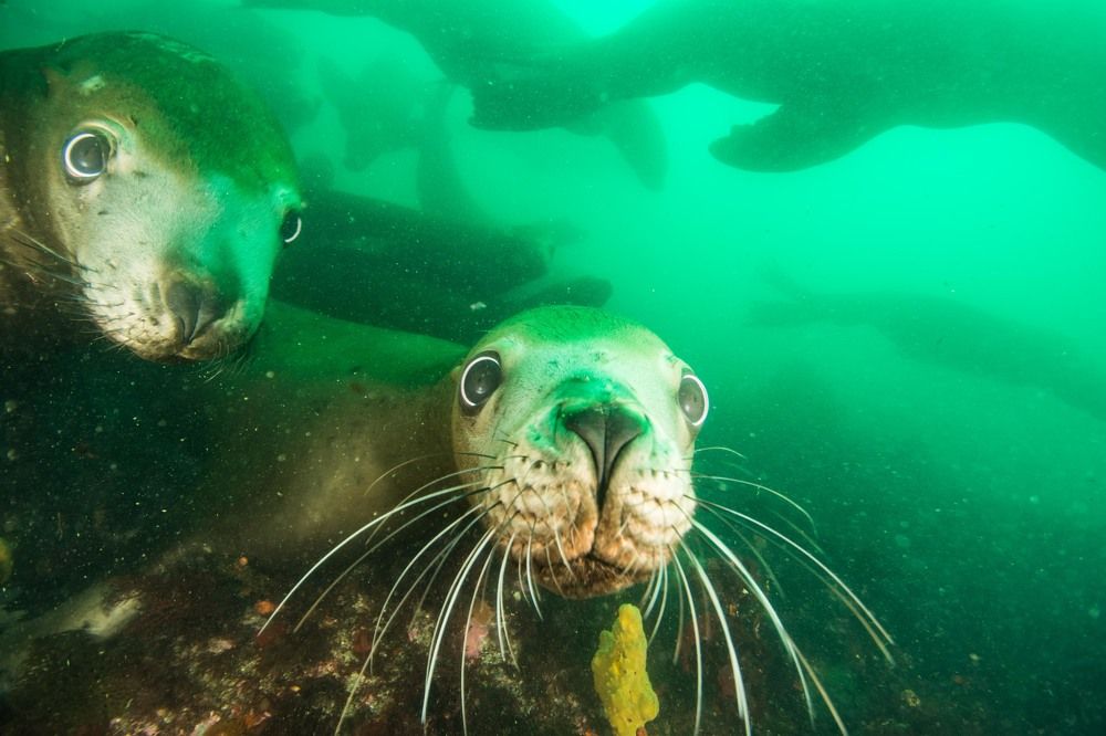 Любопытство