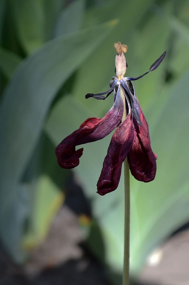 последнее танго