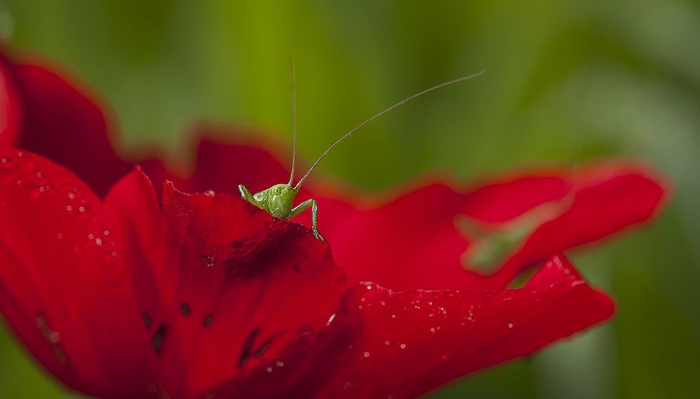 почти сверчок