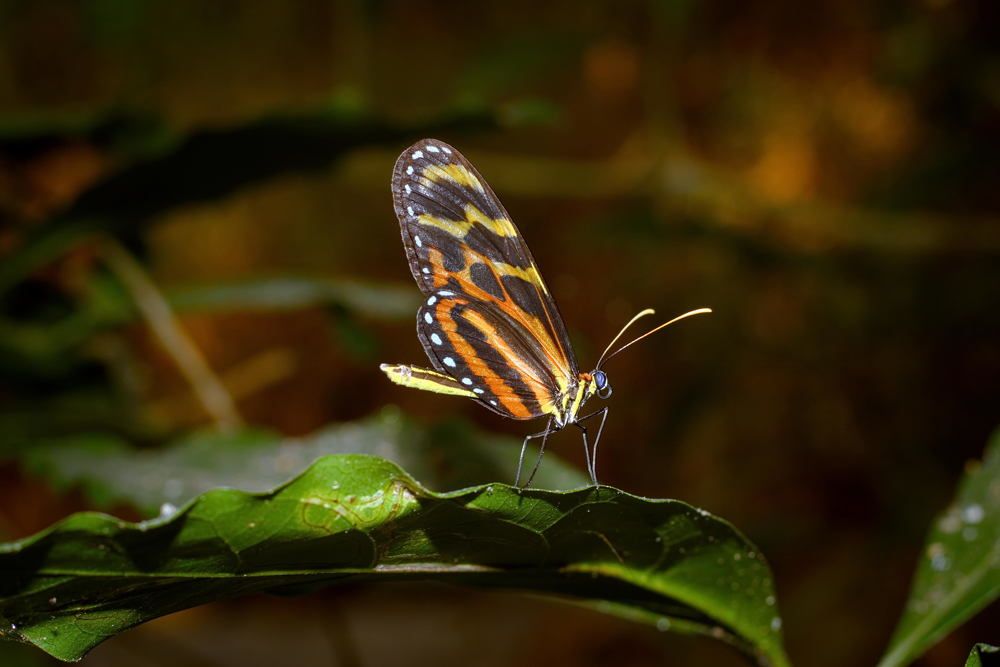 Tiger butterfly