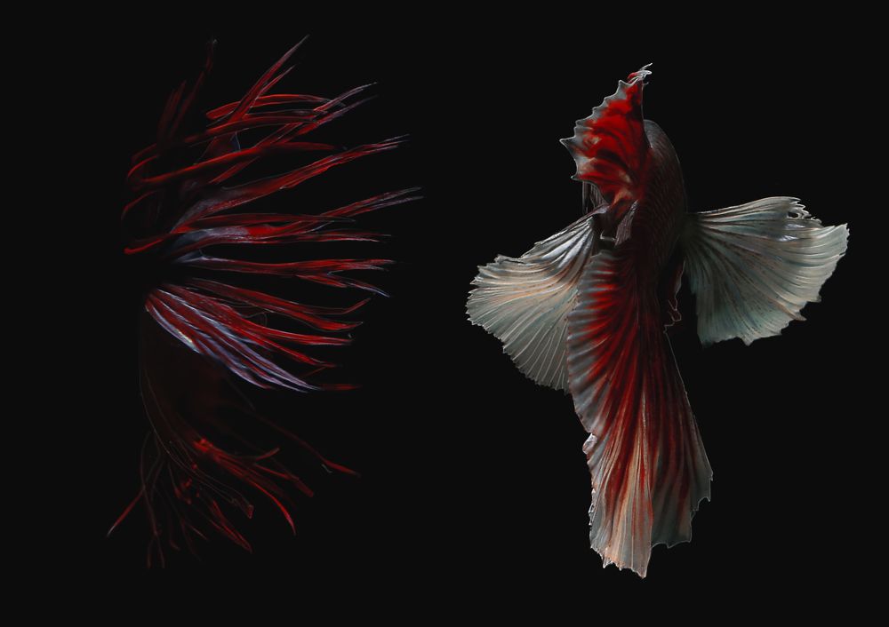 Beauty Of Betta