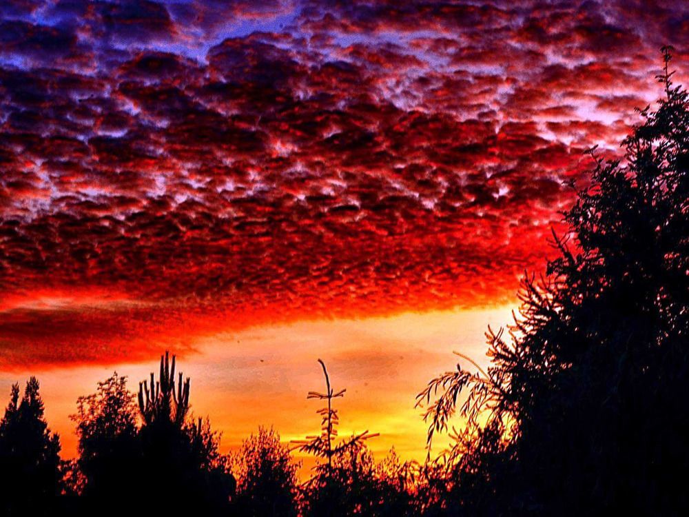 Red Blood Cells Dragon Snout