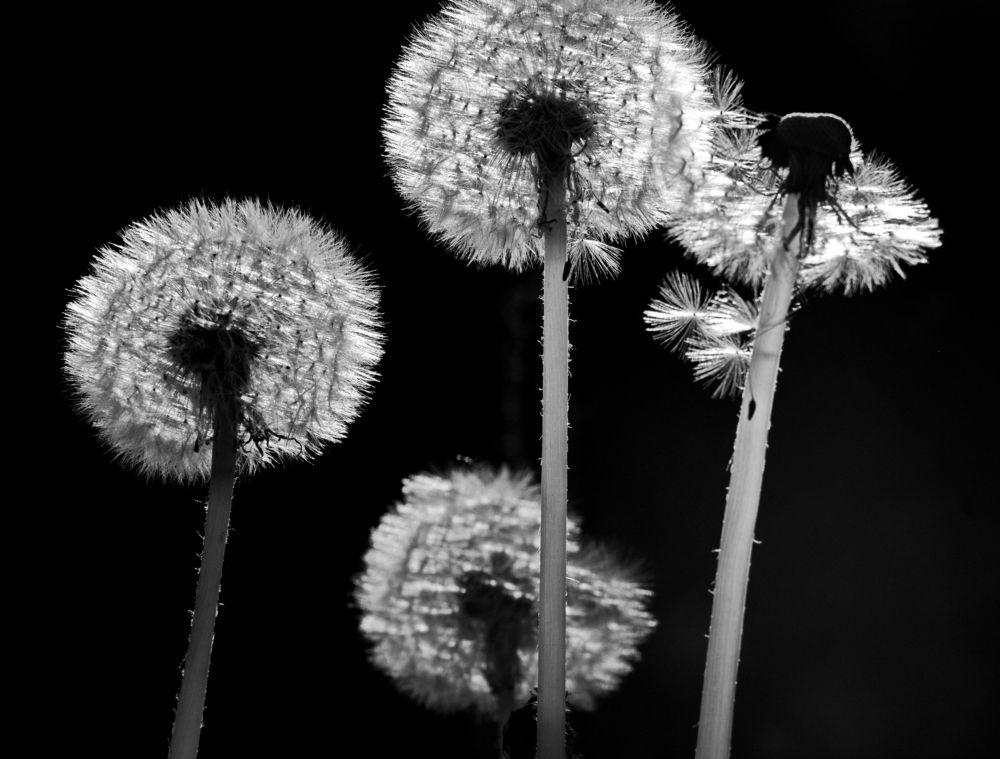 одуванчики