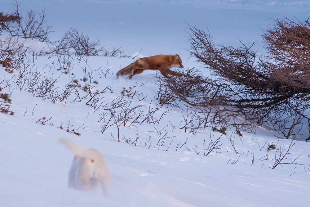 Лисьи уловки