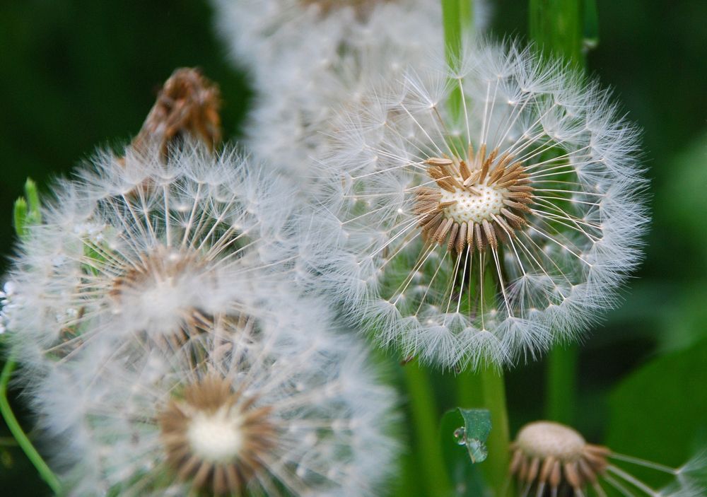 Dandelions