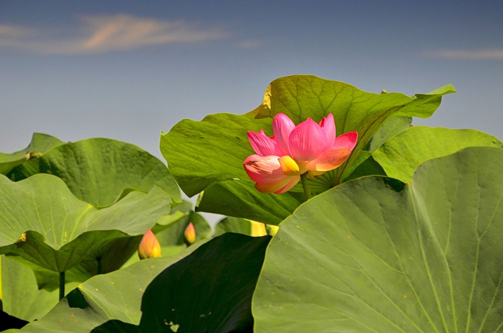 Нежный лотос