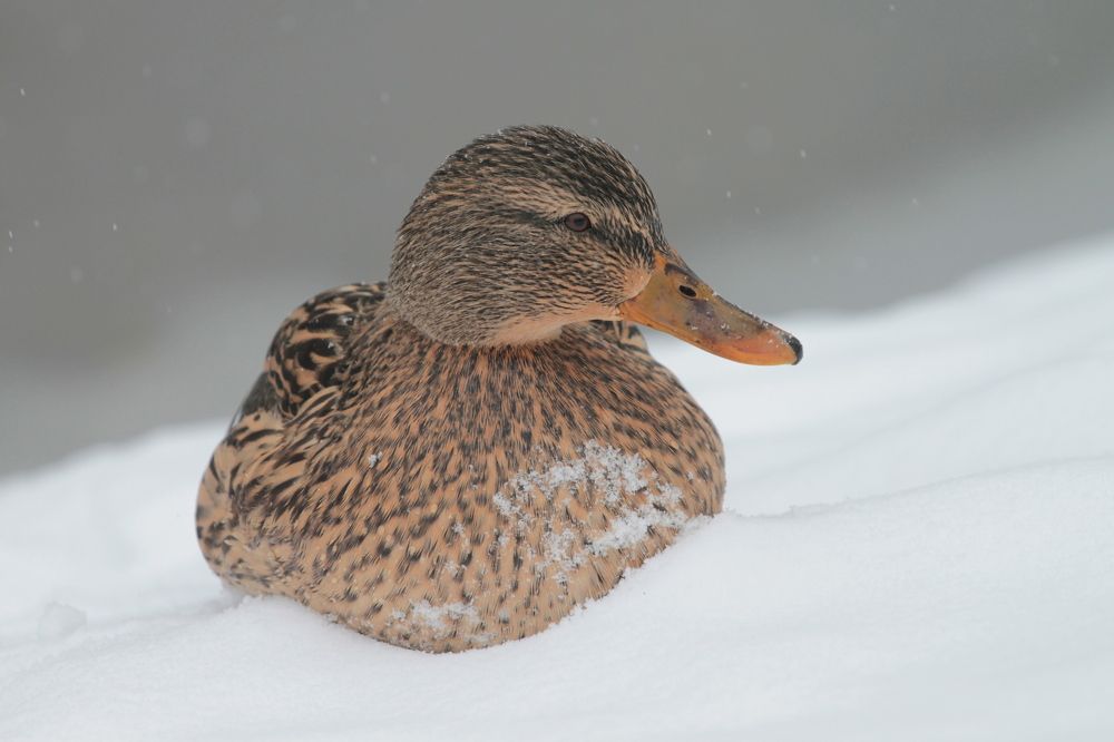 утка в снегу