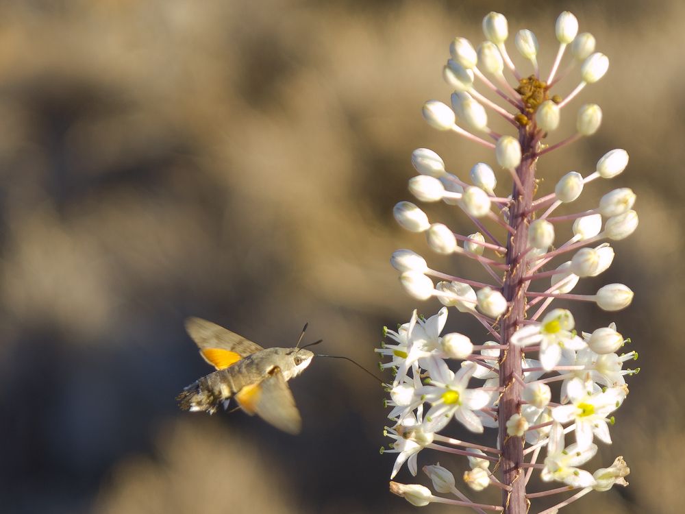 Самый вкусный
