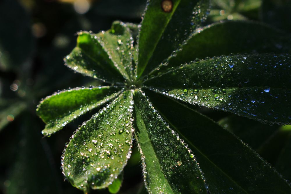 Утренняя красота