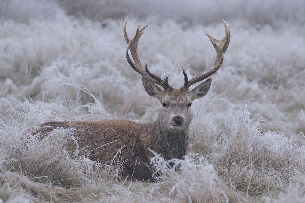 Red Deer Stag