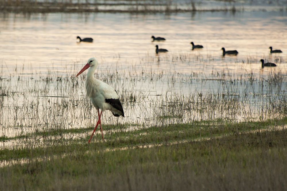 stork