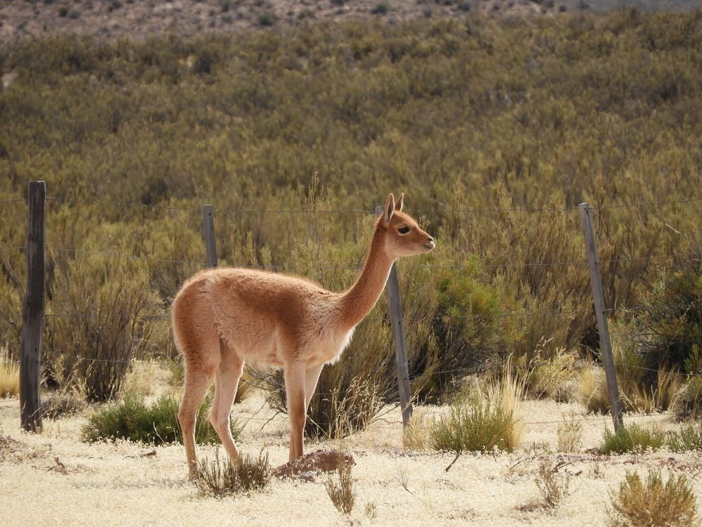 Vicuña