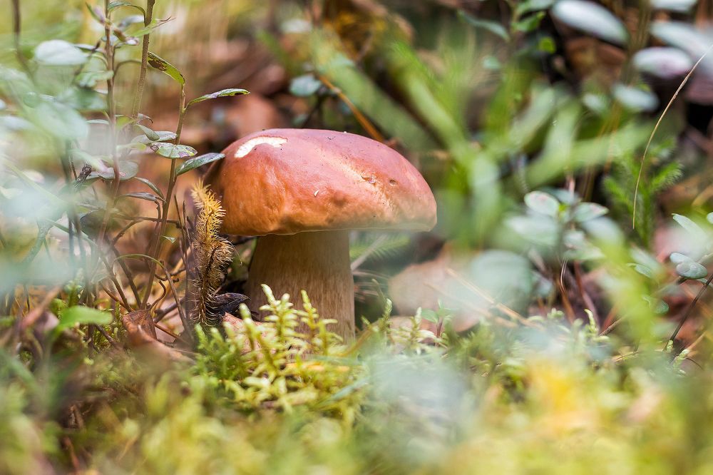 Осенняя охота