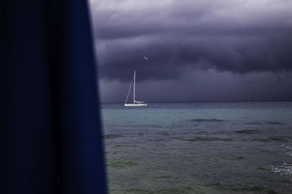 the bird and the boat